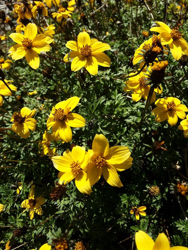 Bidens ferulifolia perennial plant