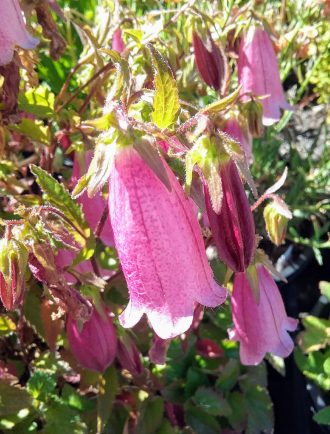 Campanula Mulberry Rose perennial plant