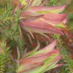 Darwinia oederoides Australian native plant