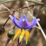 Dianella longifolia Australian native plant