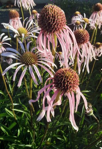 Echinacea pallida in 50mm Forestry Tube