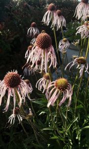 Echinacea pallida perennial plant