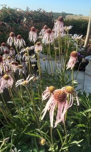 Echinacea pallida perennial plant