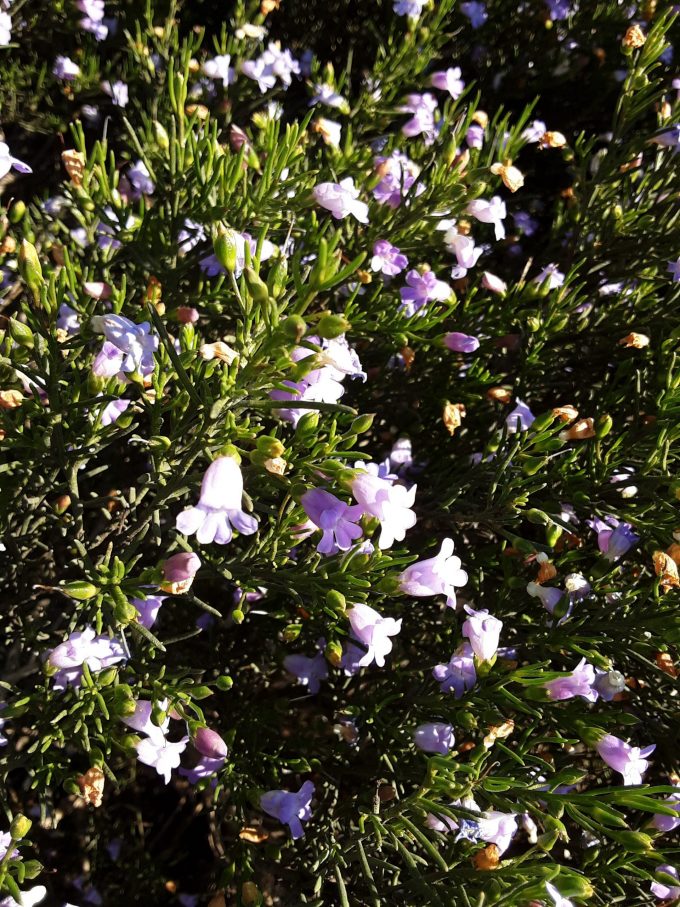 Eremophila drummondii compact form Australian native plant
