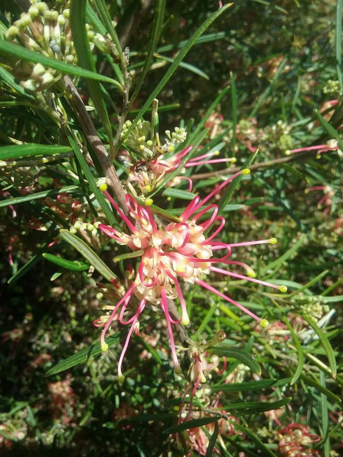 Grevillea Coopers Classic Australian native plant