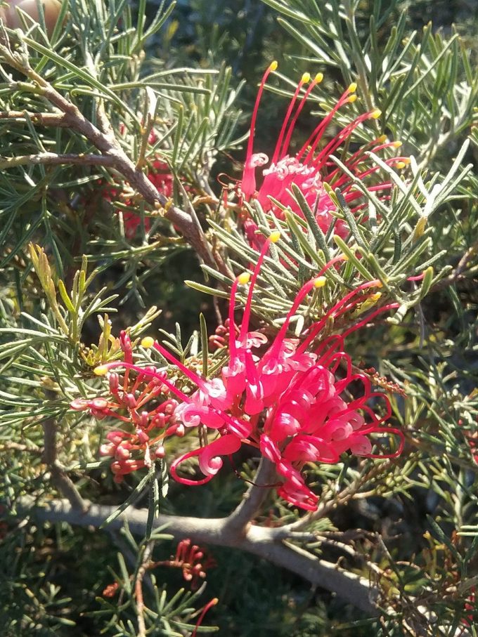 Grevillea Parilla Pirate Australian native plant