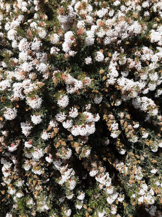 Grevillea crithmifolia prostrate Australian native plant
