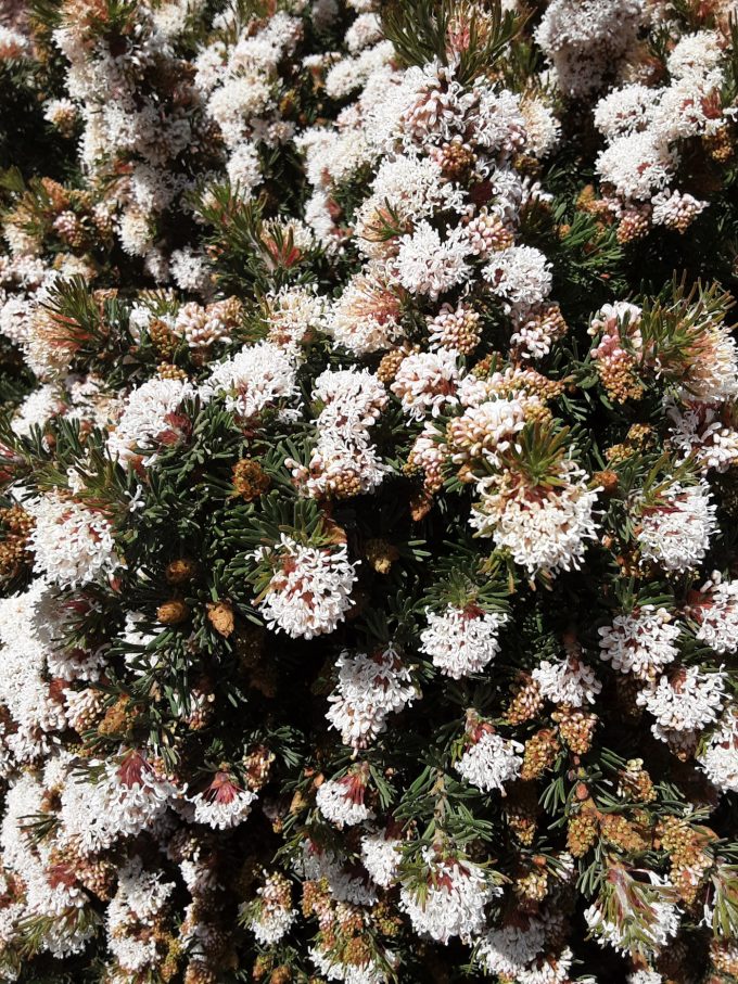 Grevillea crithmifolia prostrate Australian native plant