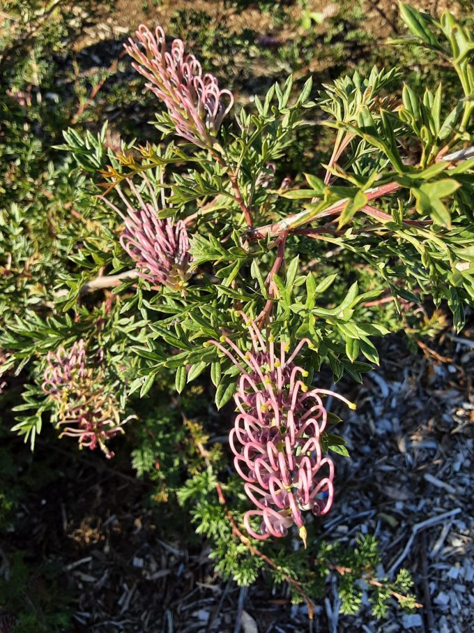 Grevillea rivularis Cariington Cross Australian native plant