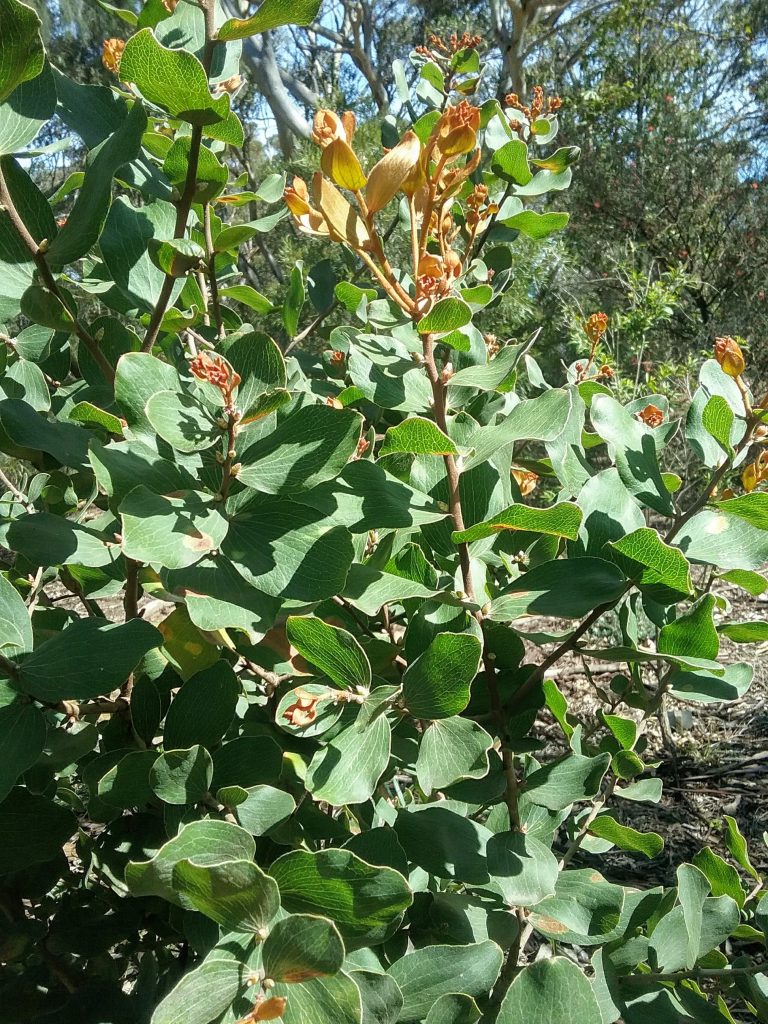 Hakea elliptica Australian native plant