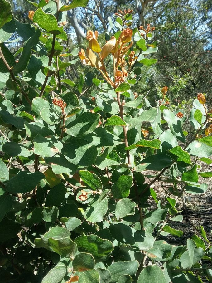 Hakea elliptica Australian native plant