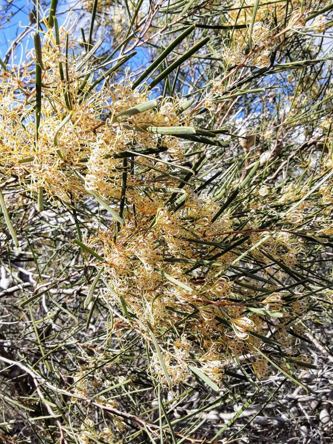 Hakea stenophylla ssp notialis Australian native plant