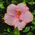 Hibiscus Flower Girl