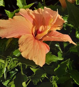 Hibiscus Peach Blow