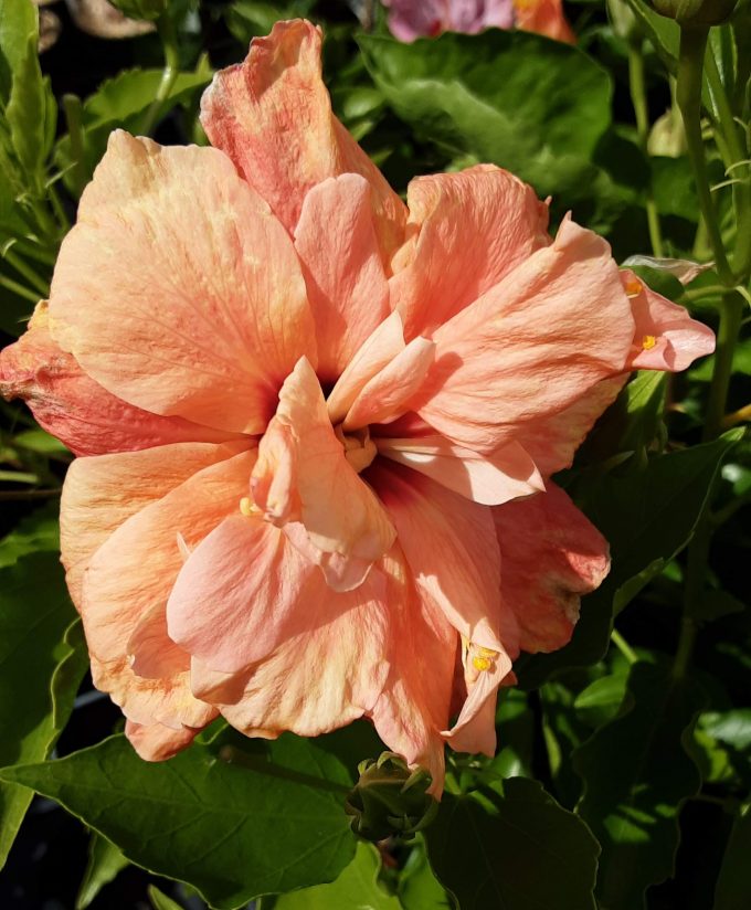 Hibiscus Peach Blow
