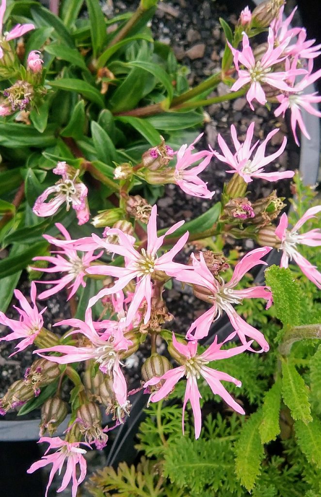 Lychnis flos-cucli congesta perennial plant