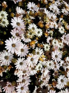 Osteospermum Serenity Spring Day perennial plant