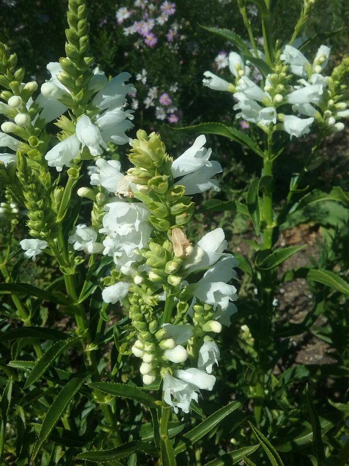 Physostegia Snow Queen perennial plant