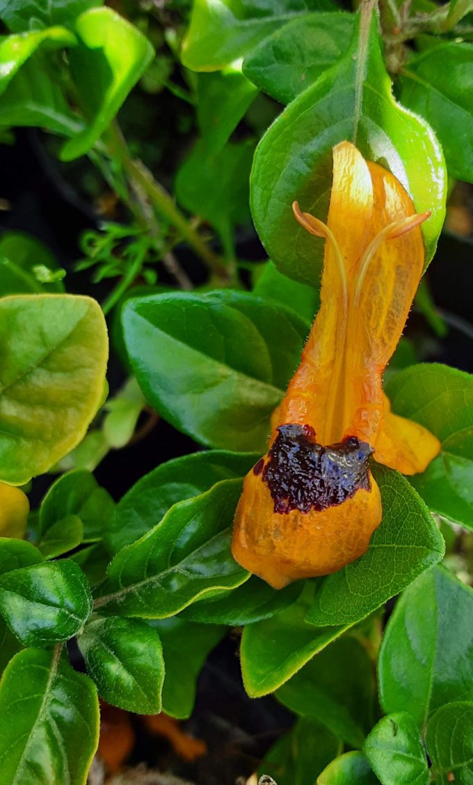 Ruttya fruticosa yellow perennial plant