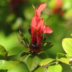 Ruttya fruticosa perennial plant