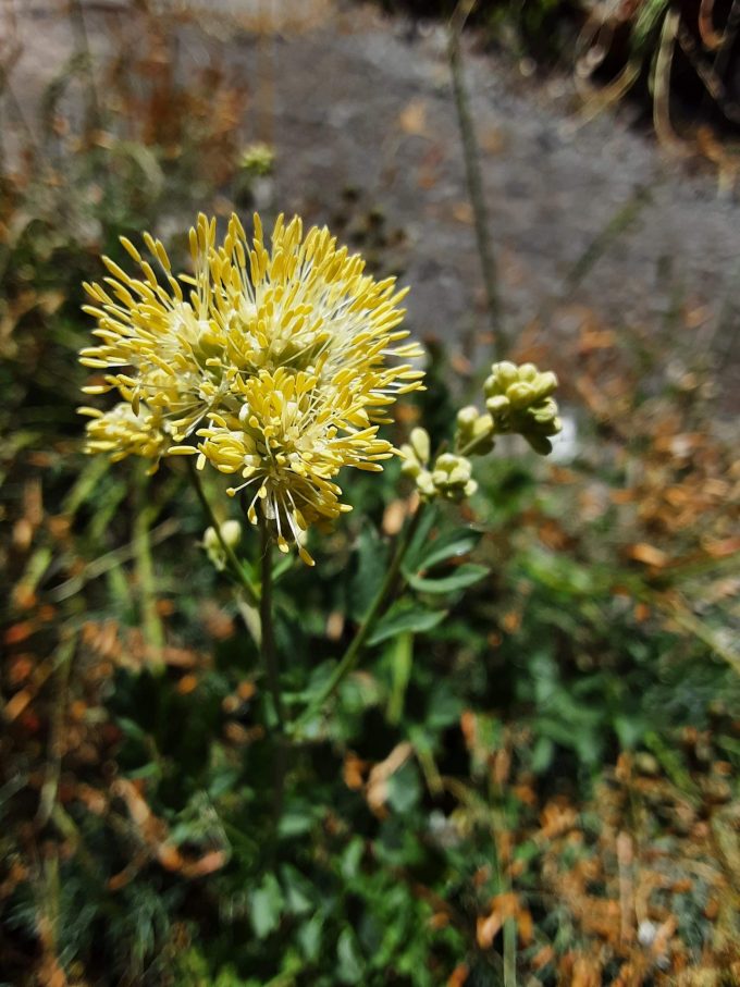 Thalictrum flavum perennial plant