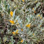 Eremophila glabra yellow flowered form Australian native plant