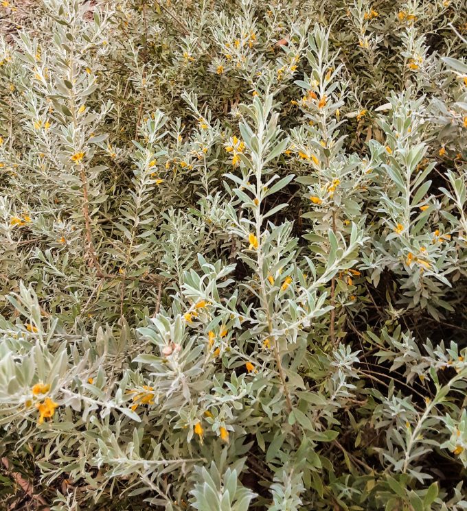 Eremophila glabra yellow flowered form Australian native plant