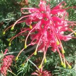 Grevillea filioba x pinaster Phoenix Australian native plant