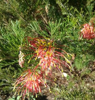 Grevillea thelemanniana orange flowered form Australian native plant