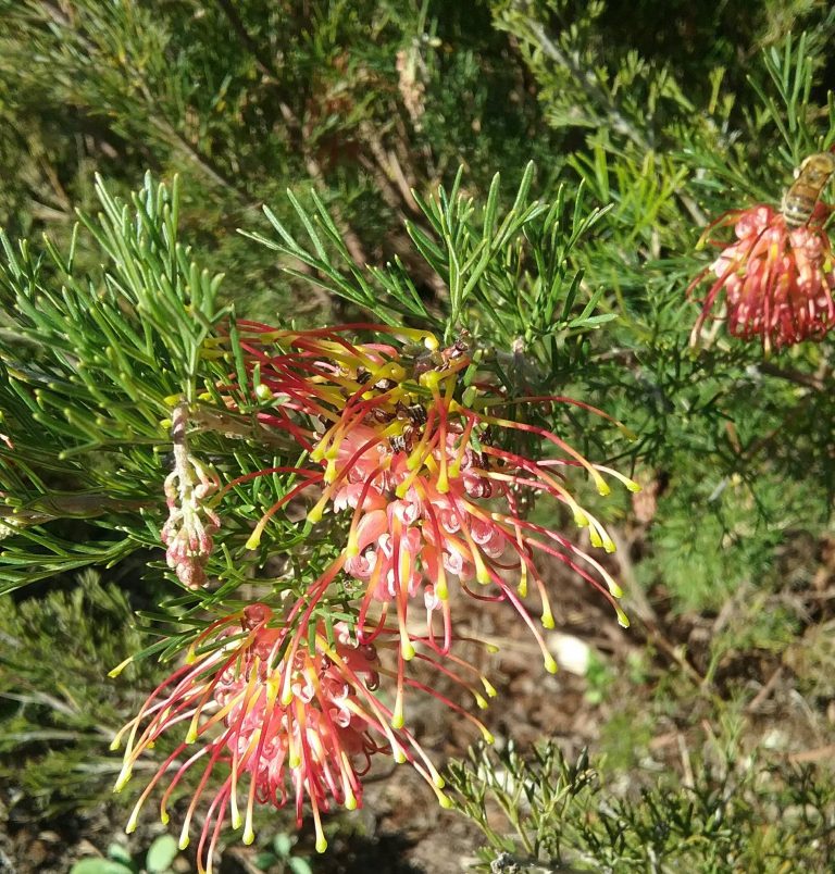 Grevillea thelemanniana Orange Flowered form in 50mm Forestry Tube ...