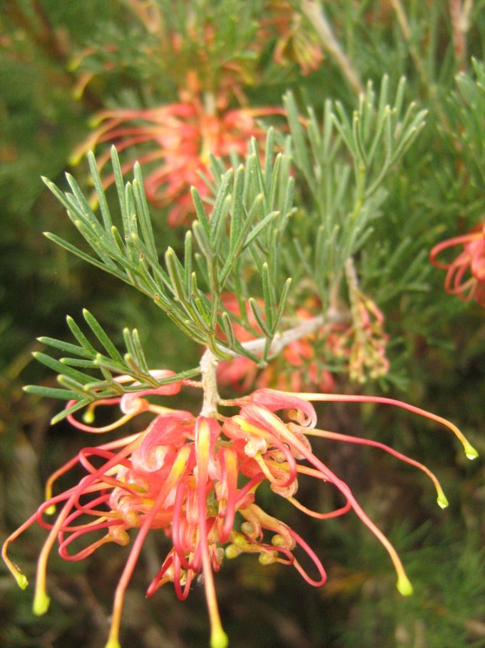 Grevillea thelemanniana orange flowered form Australian native plant