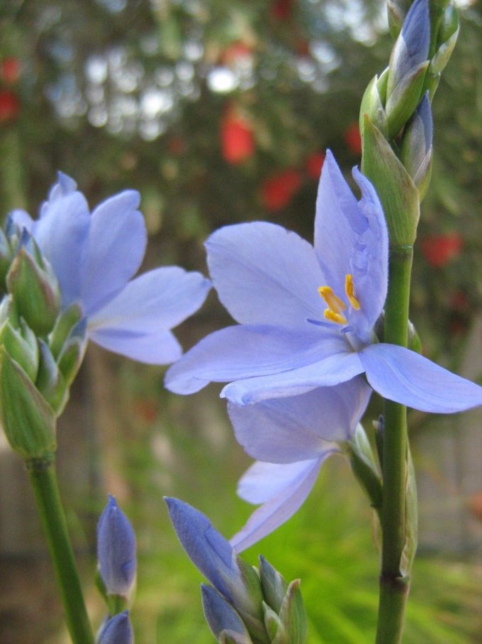 Orthrosanthus multiflorus Australian native plant