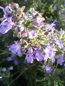 Rosemary Mozart perennial plant