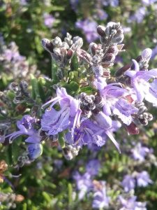 Rosemary Mozart perennial plant