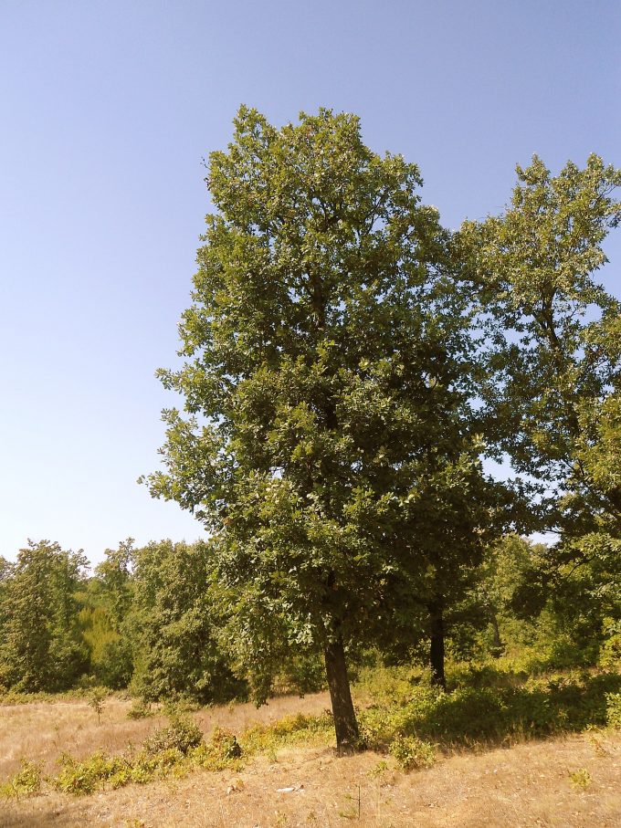 Quercus frainetto in Advanced Olive Pot – Trigg Plants
