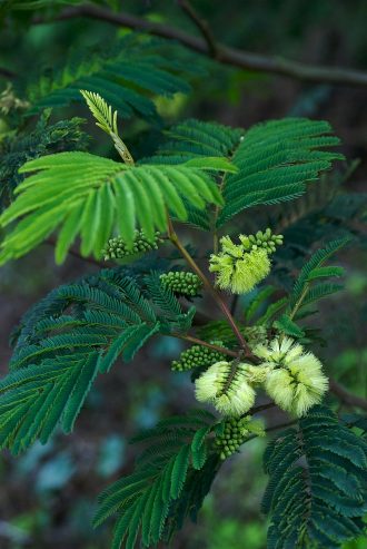 Paraserianthes lophantha Australian native plant
