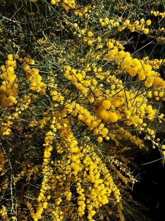 Acacia calamifolia Australian native plant