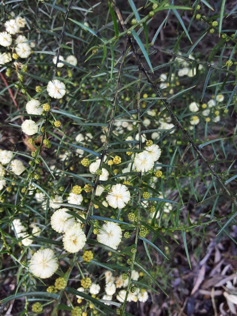 Acacia rupicola Australian native plant