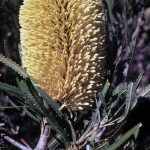 Banksia lindleyana Australian native plant