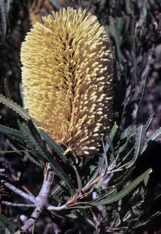 Banksia lindleyana Australian native plant