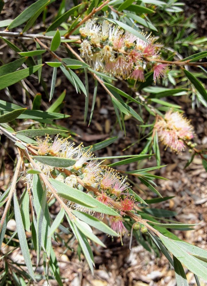 Callistemon sieberi pink Australian native plant