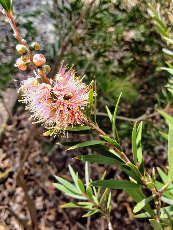 Callistemon sieberi pink Australian native plant