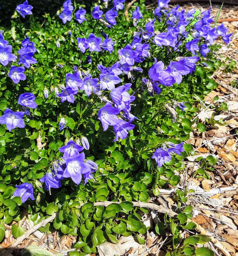 Campanula Spring Bell in 75mm Supergro Tube – Trigg Plants