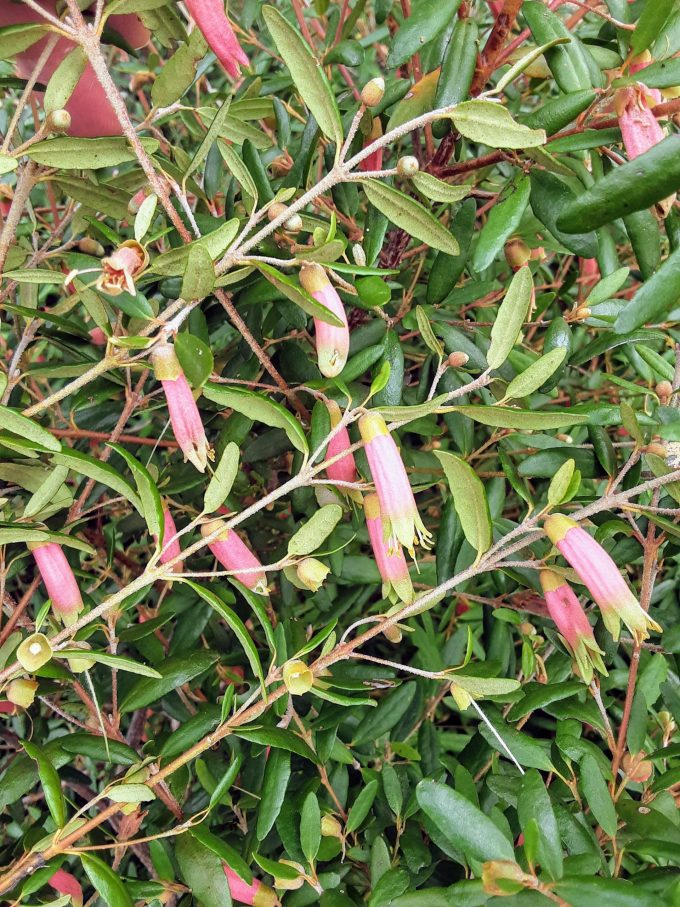 Correa reflexa tall form Australian native plant