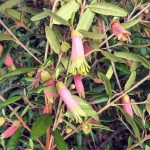 Correa reflexa tall form Australian native plant