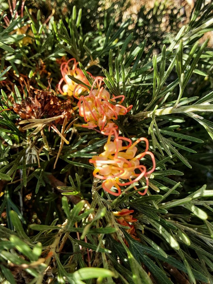 Grevillea Winpara Apricot Australian native plant