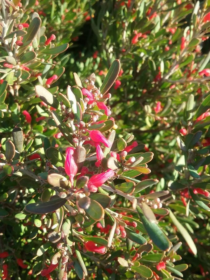 Grevillea pauciflora ssp pauciflora Australian native plant