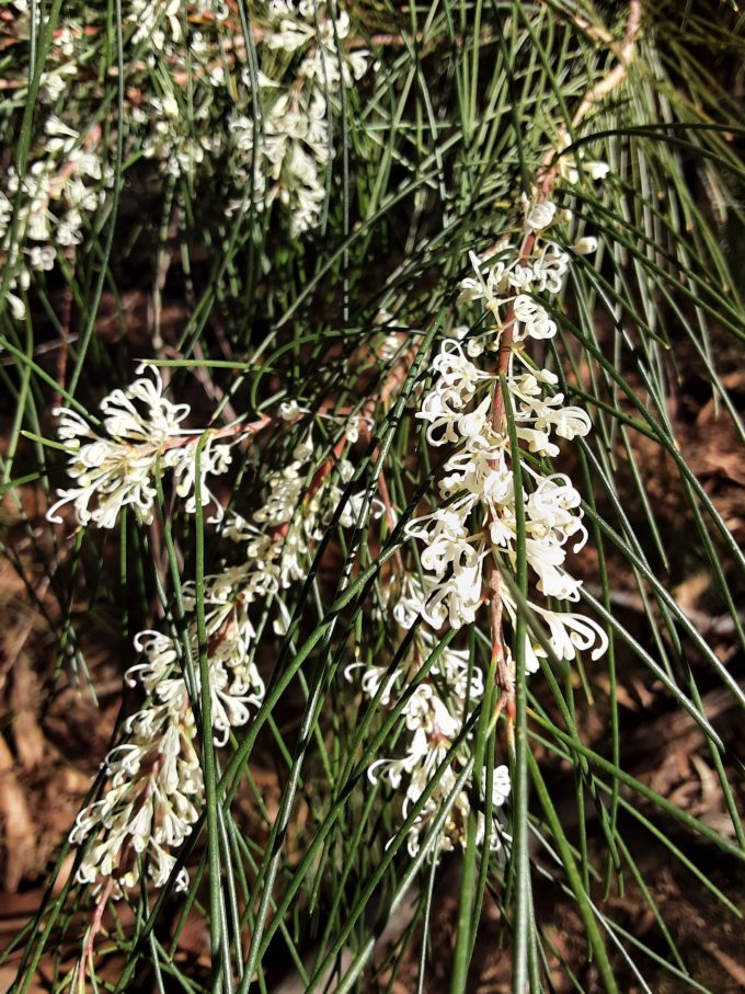 Hakea macraeana Australian native plant