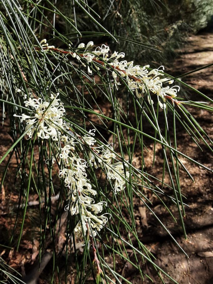 Hakea macraeana Australian native plant