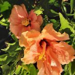 Hibiscus Peach Blow
